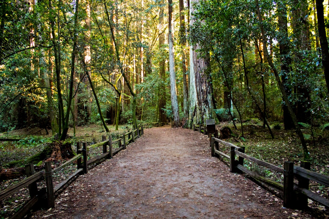The Healing Power of Nature: A Prescription for Mental Wellbeing